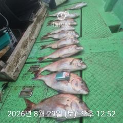 [거제] 백호피싱 참돔찌낚시 5짜5짜5짜4짜등~진한손맛 사진