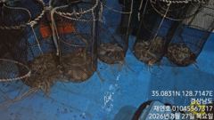 야간돌문어 키로오버 대물에 개인 15수까지 일요일 예약중 사진