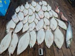 29일,오늘도 굿굿 대광어 참 무쟈게 나오네요. 웬 광어가 이리도 나오는지~6분 대박조황~내일도 갑니다~ 군산 범고래호