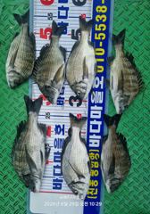 [마산] [바다마을호] 감성돔 조황(8/29)
