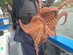 폭우속돌문어k급푀퍽~퍽연일호조황손맛짱!!! 사진