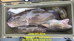 2026 08 29 대구라바