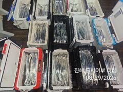 29일새벽 큰씨알 내만갈치 여기저기 잘 올라 옵니다~!! 일요일부터 예약가능