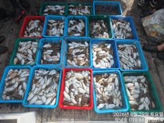 오늘의조황 - 청남호 8월29일 갑오징어 탐사 조황입니다 - 청남호,뉴청남호,안면도,영목항 ,선상낚시,청남낚시마트,