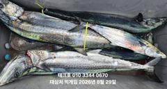 8/29(토) 오후 대삼치 대박 쿨러조과(일,월,화,수~모집)