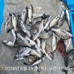 삼천포 내만권 감성돔