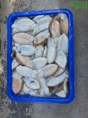 갑오징어탐사