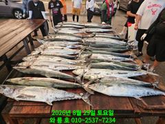 8월29일 대삼치 초대박 조황입니다 ^^(월,화,수 모집중)