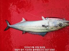 (東)동해조황 - 30일 일욜 새벽 조황, 실시간 모습! 사진