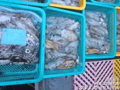 (무늬오징어)초 전투팁런 130여수 뽑고 또 뽑고~고잉메리호(오늘 예약)