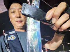 [진해] 내만갈치 30일 조황 씨알 마릿수 좋읍니다. 오늘 자리널널