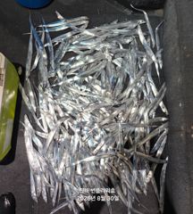 30일,입항<내만갈치>끝없이 캐스팅,릴링!!일,월,화~예약가능