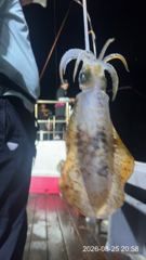 [거제] 무늬팁런 내만권 무늬들 ~!! 오늘 출항 예약가능