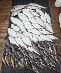 전체조황 - (11명출조) 8월30일 농어조황 (잡어 굿~!!) - 인천 연안부두 칸피싱, 루어, 침선, 생활낚시 전문 사진