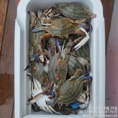 백/쭈/갑조황 - 8월29일 홍원항 백두산호 꽃게 조황입니다.. - 홍원항 백두산호,배낚시,바다낚시