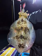무늬팁런)실시간 쑥쑥 뽑아~뽑아~(이벤트중)