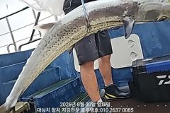 30일 일욜 오후낚시 잠수함 대삼치들 대박조황!