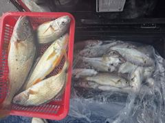 29일 백조기 부세  마지막 조황입니다