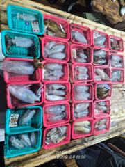 (東)동해조황 - 강릉 성훈호 260828금29토30일 동해바다 대문어 피문어 체험 배낚시 조황 (성훈호낚시TV)