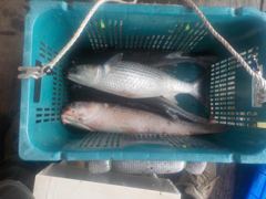 삼길포 만석좌대 8월 30일 자연식 조황 입니다