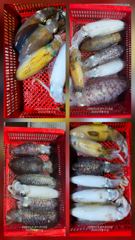 [고성] 순위  변동중 한마리가 승부를 가른다