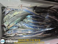 내만칼치ㅡ엄청 올라옵니다,밤새도록 피딩에 쿨러가득(화요일 예약가능)