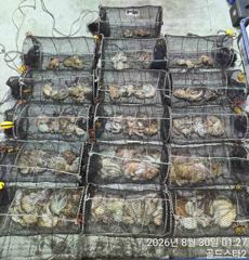 야간문어 키로오버및 마릿수쭉쭉( 오늘야간예약중