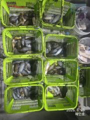 [마산] 무늬 팁런 세자리 마릿수조황 오늘19시 출항확정 예약받습니다