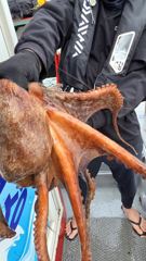 삼천포 팔포피싱호 문어   쭈꾸미 갑돌이 예약받습니다