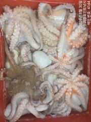 (南)남해조황 - ~~*돌문어 마리수 제법 많이 올라옵니다~~(예약가능)*~~