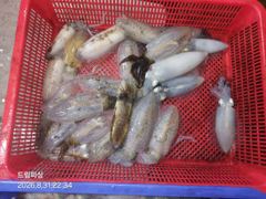 [통영] 내만권 무늬탐사조황 올립니다.