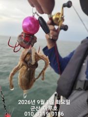 ♡  9월 1일   군산 마루호 첫쭈꾸미 실시가 조항~~♡