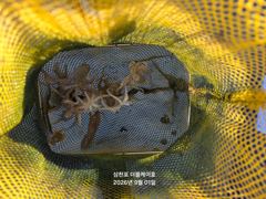 삼천포 주꾸미,갑오징어 실시간조황!