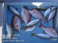 만성호,선장1인,참돔,정갱이,조황