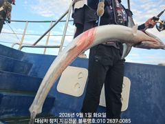 똥바람에 적응한 대삼치들이 와르르! (9/01, 화욜 오전타임 대삼치들 조황)