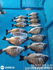 [사천] ※※감성돔 많이 나옵니다