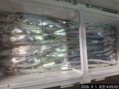 9월1일 입항 먼바다 왕갈치 조황입니다