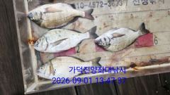 [부산] 가덕천성진양 감성돔 좌대조황입니다 (260901)