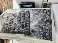 조황정보 - 삼길포 승주호 9/1 쭈꾸미 조황 - 삼길포 씨유만석낚시