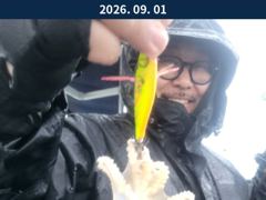 출조안내 - 9월1일 인천남항 테슬란호 갑오징어조황입니다~~^^