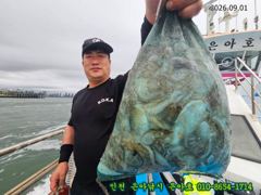 9월1일 인천 은아낚시 은아호 쭈꾸미체험배 대박조황입니다~~^^