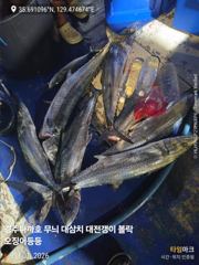 어제 잡은 대삼치 오늘 10시 출항 모집중 사진