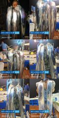 ＜＜통영 뉴명륜호 14인승＞＞ 大치들!!! 쿨러조황^^ (오늘 4자리)