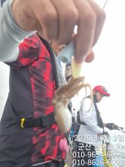 9/2일,  재미있고 맛있는 쭈꾸미낚시~오늘 잘 나오고 있어요~ ~실시간~오전/오후반 전문-오후1자리 있어요~~ 군산 월명호