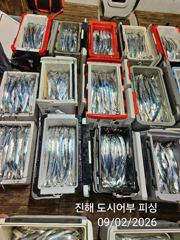 2일새벽 우~와 씨알큰 내만갈치 완전 대~박 물반 갈치반!!오늘 예약가능