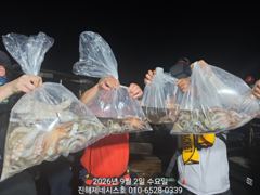 문어] 오늘 야간문어 예약가능~ 1.2k, 1.3k 손맛굿~ 고고!!