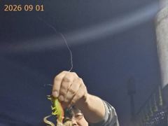 씨알 좋은 무늬오징어!!! 오늘도 갑니다!