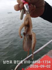 광진호,쭈꾸미출조{평일,5만},3,4,5,6,자리텅텅예약받습니다