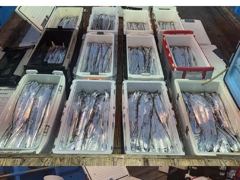 통영스카이호..."" 먼바다 대갈치 전원쿨러 조황""...대갈치 최고 20kg 이상...오늘 3자리여유 예약가능합니다