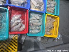 (무늬오징어)전투낚시 감자 고구마 바글바글~고잉메리호(오늘 예약)